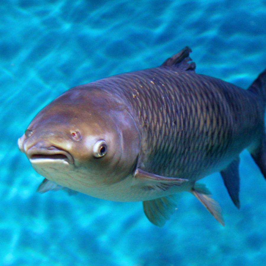Photo of a bighead carp